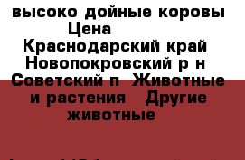 высоко дойные коровы › Цена ­ 80 000 - Краснодарский край, Новопокровский р-н, Советский п. Животные и растения » Другие животные   